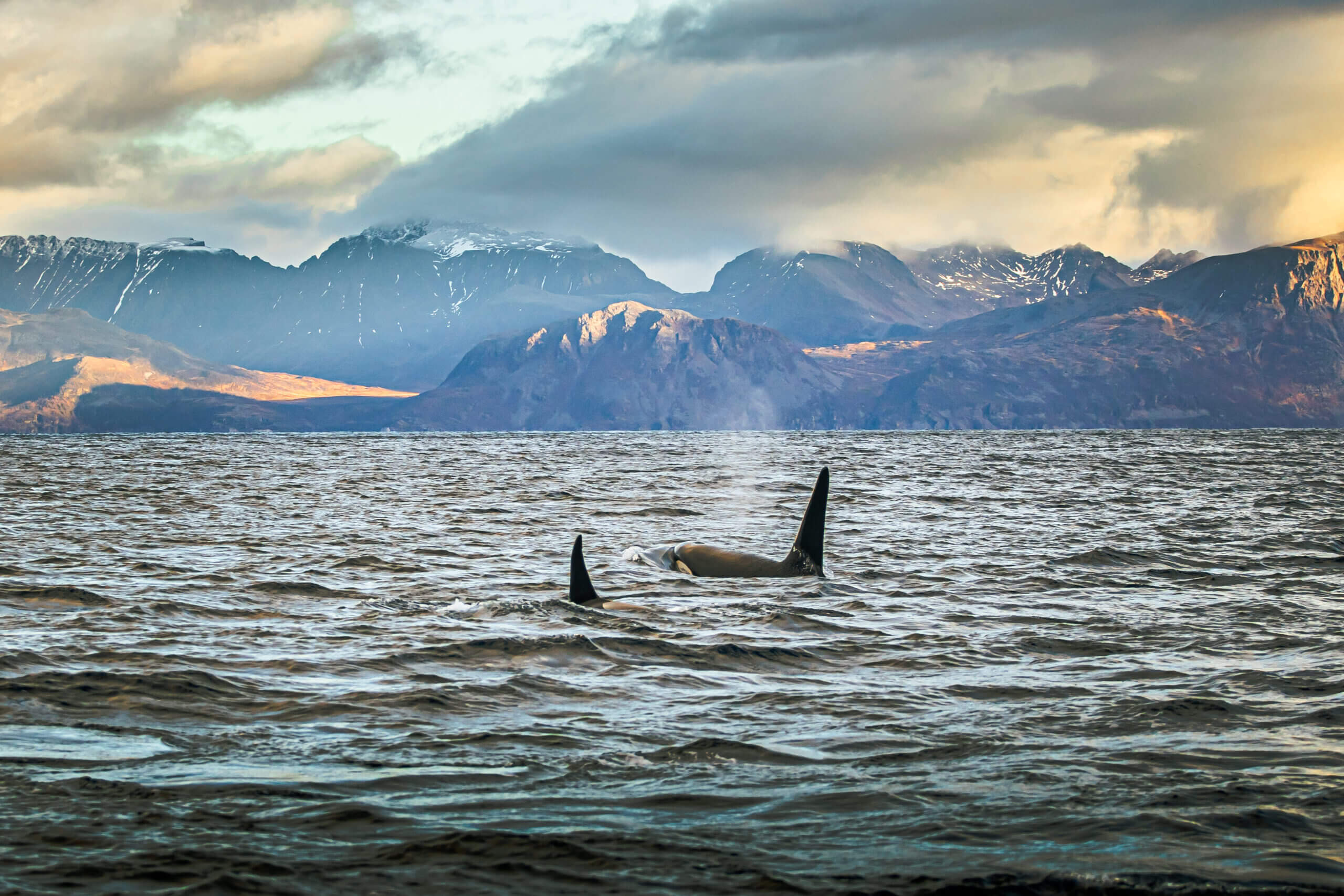 Discover Exciting Wildlife and Nordic Culture in Norway with "Auroras & Orcas"