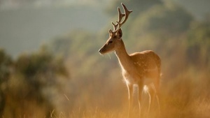 Uncover the Beauty of Lisbon with Its New Nature Route