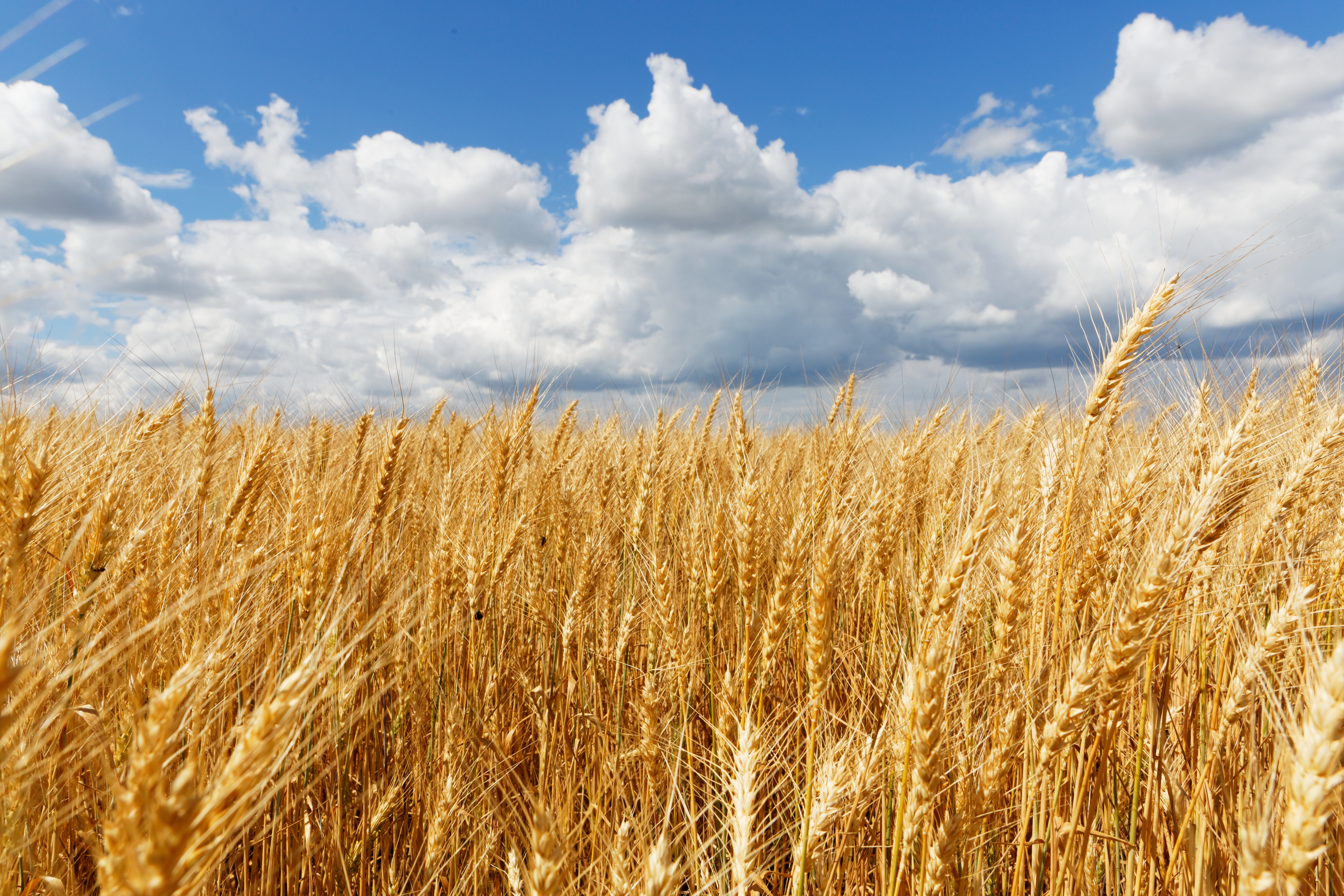 The Science Behind Wheat’s Evolution and Its Promising Future in Agriculture and Nutrition