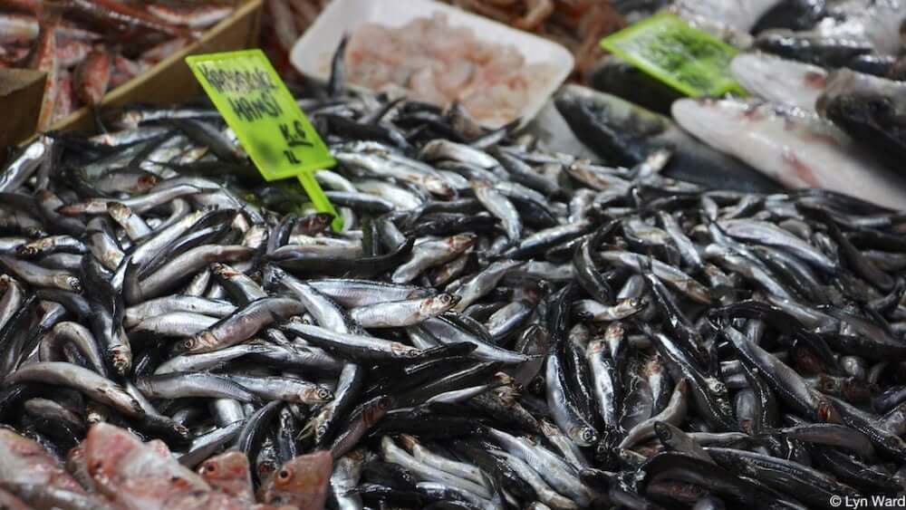 Exploring Hamsi — Turkey’s Celebrated National Fish and Its Culinary Traditions