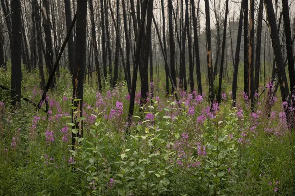 The Toll of Wildfires on Tourism Revenues and Transfer Services This Summer