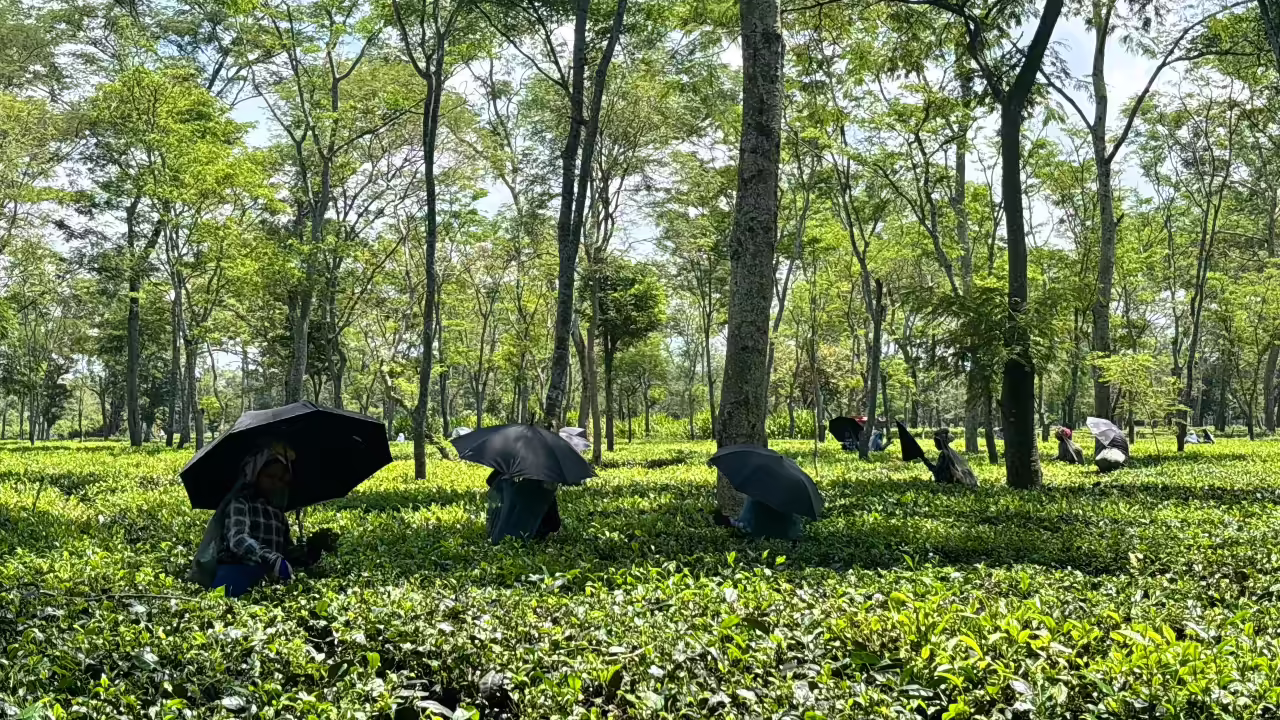 Assam's New Tea Tourism Initiative Aims to Revitalize Heritage and Create Opportunities