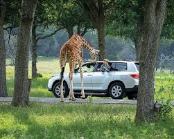 Your Ultimate Guide to Things to Do in Glen Rose, TX