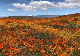 Top Things to Do in Lancaster CA