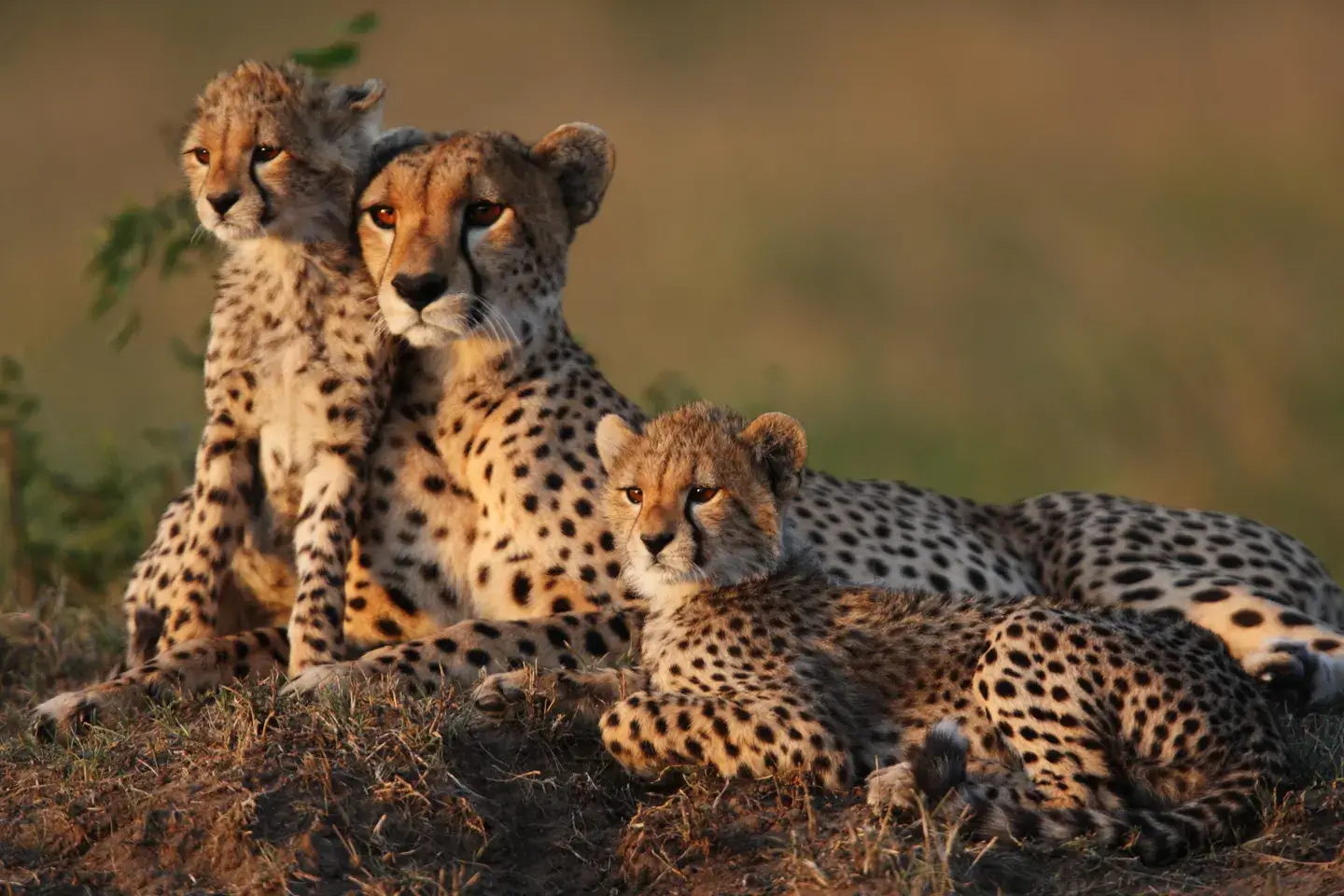 Explore Five Extraordinary Wildlife Safaris That Belong on Every Traveler’s Bucket List with Luxury and Adventure