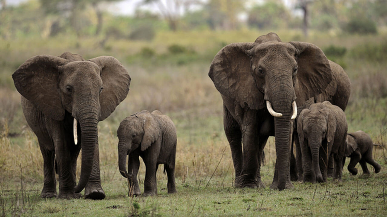 Unexpected Elephant Appearance Near Kgalagadi Transfrontier Park Signals Changes in Wildlife Patterns and Tourism Potential