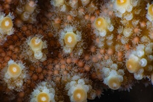 The Great Barrier Reef's Coral Spawning: A Stunning Display of Marine Life Renewal
