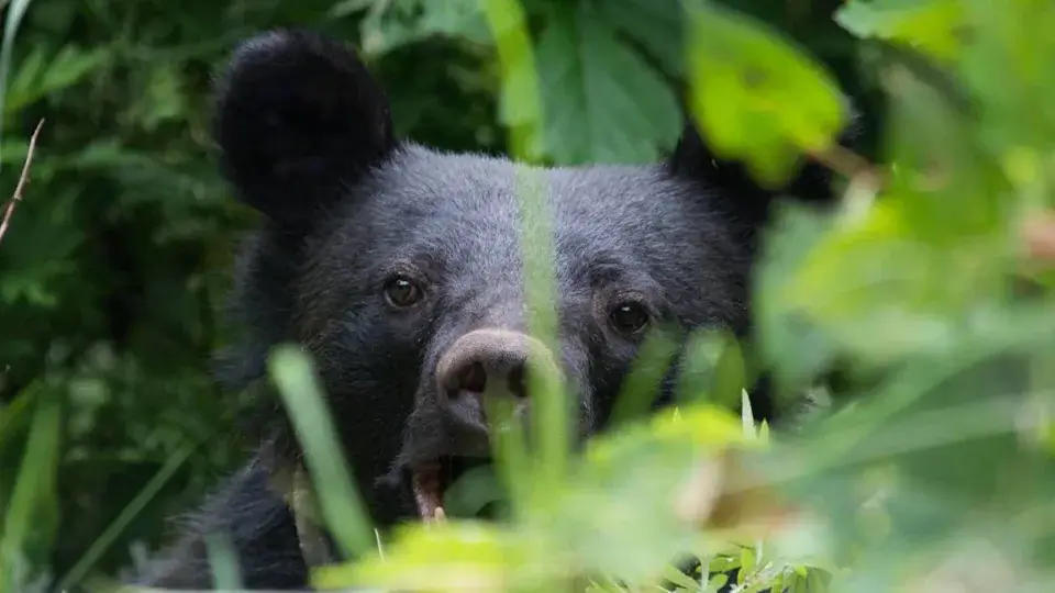 Important Travel Advisory: Increasing Bear Activity in Hokkaido and Akita Prefectures, Japan