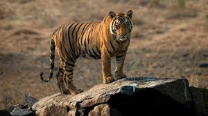 How Madhya Pradesh is creating India’s first state-level tiger corridor to bolster wildlife protection and eco-tourism