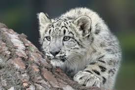Experience Uttarakhand's Upcoming Snow Leopard Tour and Exciting Winter Adventures