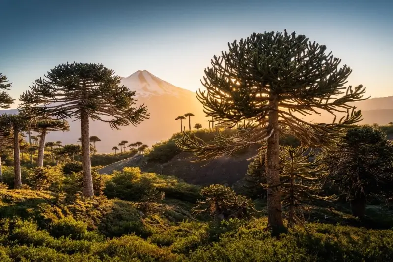 IATA Wings of Change Americas atterrit à Santiago du Chili — ce que cela signifie pour les transferts et la mobilité locale