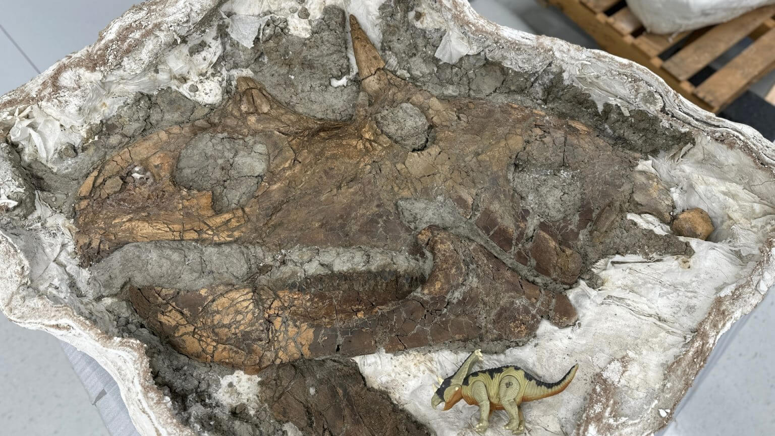 Expedição Badlands de Montana: Escavando Ossos de Anquilossauro com o Dr. Cary Woodruff