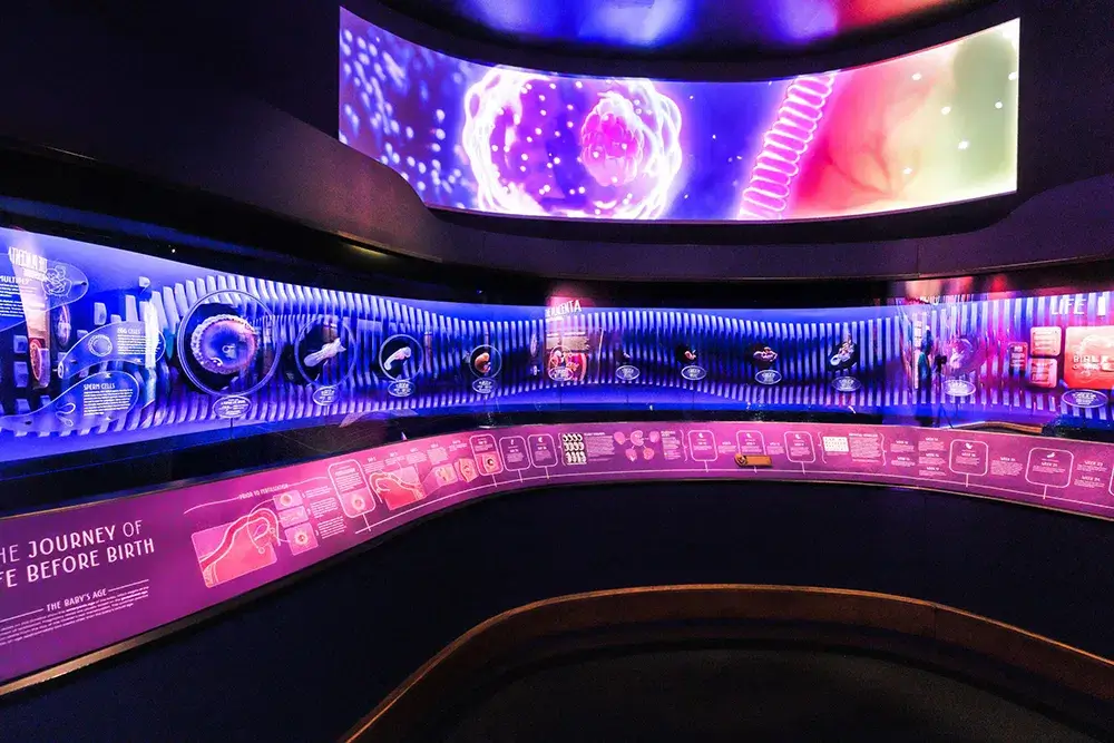 Quando um Feto se Torna Distinto da Mãe? Ciência, Crença e Considerações sobre Transferência